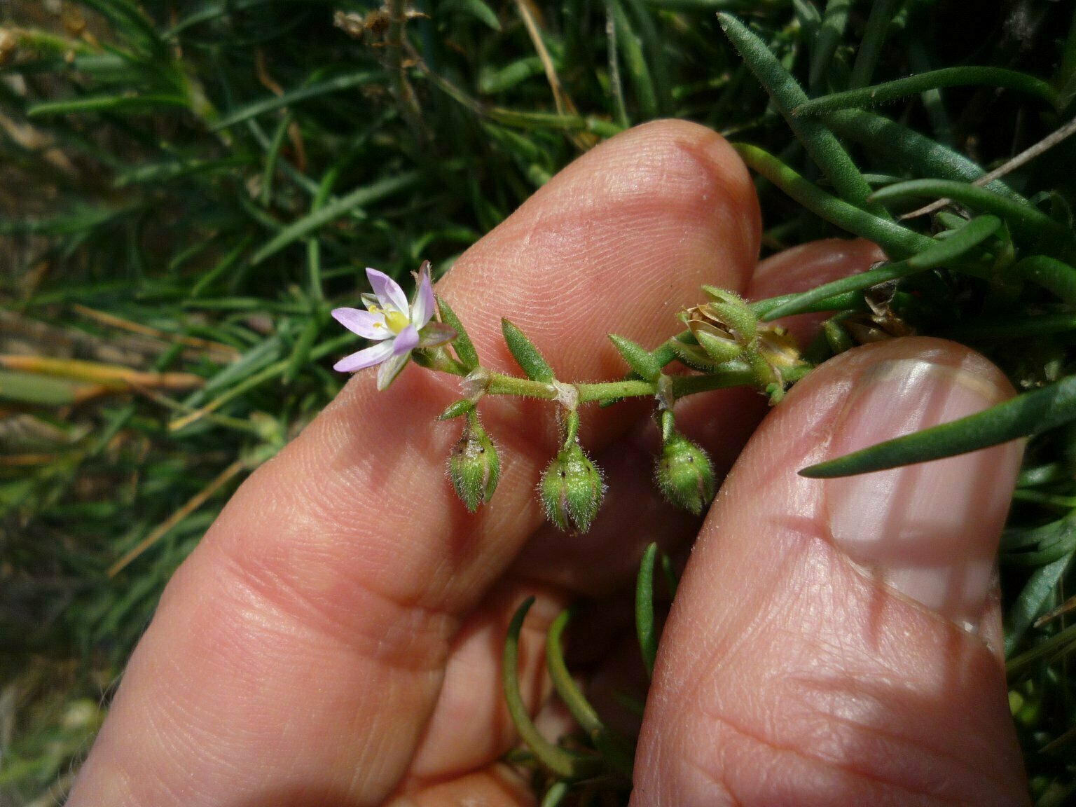 High Resolution Spergularia macrothea Bud